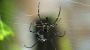 Spinne