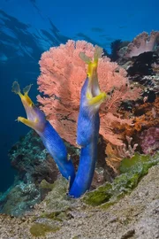 Band-Aal  +++ Die Verwendung des sendungsbezogenen Materials ist nur mit dem Hinweis und Verlinkung auf RTL+ gestattet. +++