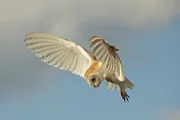 Schleiereule im Flug