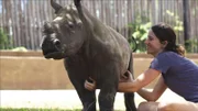 Nashorn mit Pflegerin.
