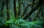 Lorbeerwald im Nationalpark Garajonay, La Gomera.