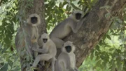 Indische Languren +++ Die Verwendung des sendungsbezogenen Materials ist nur mit dem Hinweis und Verlinkung auf RTL+ gestattet. +++