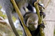 Sieben Affenarten sind im Kakamega-Regenwald zu Hause – darunter Blauaffen.