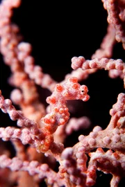 Pygmäen-Seepferdchen  +++ Die Verwendung des sendungsbezogenen Materials ist nur mit dem Hinweis und Verlinkung auf RTL+ gestattet. +++