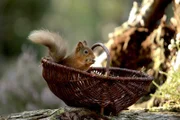 Die kleinen Eichhörnchen nehmen alle Nüsse mit, die Gudrun gesammelt hat.