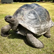 Auf der Insel Curieuse im "L'Union State" Park, die mit dem Boot von Praslin erreichbar ist. Hier leben Riesenschildkröten in ihrer natürlichen Umgebung, ansonsten ist die Insel bis auf Parkranger unbewohnt.