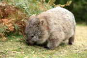 Ein Wombat auf Nahrungssuche - die Tiere sind Pflanzenfresser, sie ernähren sich von Gräsern und anderem pflanzlichen Material.    +++