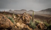 Tajinaste im Teide Nationalpark, Teneriffa.