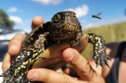 Europäische Sumpfschildkröte im Nationalpark Donau-Auen.
