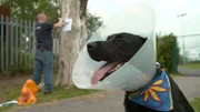 Tierarzt Noel Fitzpatrick hat sich auf besonders schwierige Fälle spezialisiert, und gemeinsam mit seinem Team aus über hundert Spezialisten hilft er den tierischen Patienten wieder auf die Beine.
