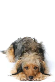 Der Hund 'Stinker