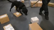 CBP-Agrarspezialist Joseph und sein K9 gehen auf der Suche nach Schmuggelware am JFK International Airport in New York durch mehrere auf dem Boden liegende Kisten.