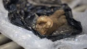 Ein echter menschlicher Fuß, an dem das Fleisch noch dran ist, liegt auf einem Inspektionstisch, nachdem er in einer Lieferung in Philadelphia, Pennsylvania, entdeckt wurde (National Geographic).