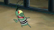 Plankton