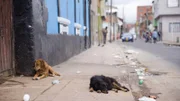 Im Zentrum leben viele Obdachlose und Straßenhunde im Müll und Dreck.
