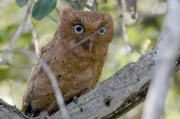 Die kleine Sokoke-Eule ist nur im Arabuko-Sokoke-Wald zu finden, einem der letzten großen Küstenwälder Ostafrikas.