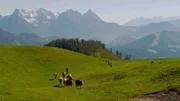 Bergbauern in ihrem harten Alltag auf den Almen Österreichs.