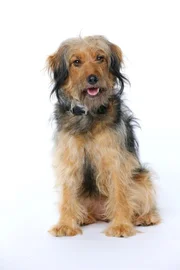 Der Hund 'Stinker
