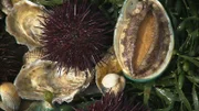 Muscheln und Seeigel