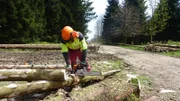 Waldarbeiter im Einsatz