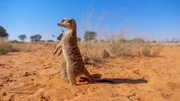 Erdmännchen