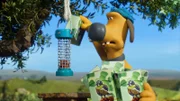 Immer sind die Nüsse weg. So schnell kann Bitzer den Vorrat im Vogelhäuschen gar nicht nachfüllen.