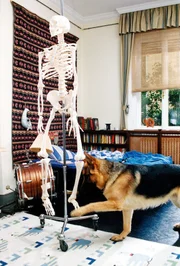 Rex durchschnüffelt die Studenten-WG von Medizinstudent Peter. Peter hatte seine Freundin als vermisst gemeldet. Bei der Suche wurde sie dann erstochen aufgefunden.