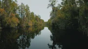 Suwannee River (USA) - CDragonflies flying above water at swamp canal in summer evening