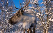 Im Winter kommen die Rentiere aus den Bergen bis an die Ostseeküste. In den Wäldern und auf den vorgelagerten Inseln suchen sie unter dem Schnee nach Futter.