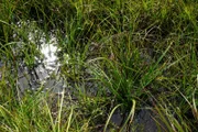 Sauergräser, Torfmoos und viel Wasser machen ein gesundes Moor aus. Dieser besondere Lebensraum kann dem Klima helfen. (Ohne Gummistiefel geht hier nichts.)