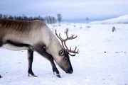 Ein Rentier in schneebedeckter Landschaft Ein Rentier in schneebedeckter Landschaft