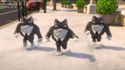 Was hat es mit den drei mysteriösen Katzen auf sich, die Astricat auf Schritt und Tritt überwachen?