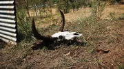 Cow skull