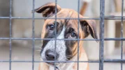 Shelter for homeless dogs, waiting for a new owner