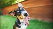 Curious and Happy Tricolor Dog with Tongue out