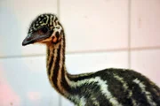 In der Fasanerie ist ein kleiner Emu geschlüpft, da die Eltern keine Lust zum Brüten hatten, wurde das Ei im Brutkasten ausgebrütet und der kleine Emu wächst in Gesellschaft von zwei Laufenten auf.