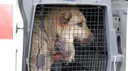 Dog in a carrier.