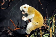 ARD/rbb PANDA, GORILLA & CO., TEIL 172, "Geschichten aus dem Zoo Berlin und dem Tierpark Berlin", Der Nacht-Tag-Rhythmus der Tiere im Nachttierhaus wurde für die Besucher verändert, damit am Tage die Nachttiere zu beobachten sind. Bei den Plumploris scheint das nur der Mann zu wissen, denn die Plumplori-Dame schläft noch und möchte nicht gestört werden.