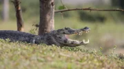 Yacare Caiman.