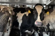 35 trächtige Kühe sind in einem Lkw dicht an dicht geladen. Die Tiere stammen aus Bandenburg. Sie sind hochschwanger, denn sie sollen möglichst bald ein Kalb gebären und dadurch Milch liefern.