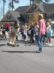 Briard.