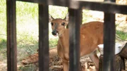 Deer.
