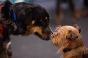 Two dogs sniffing each others faces at the reunion. Two dogs sniffing each others faces at the reunion.
