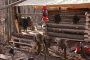 The shelter that the team built in the wilderness.
