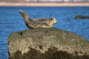 Inzwischen setzen sich die Menschen für die Verbesserung der Wasserqualität um New York ein, um beispielsweise den Lebensraum dieser Robbe zu erhalten. Die Gewässer gehören zu den am schlimmsten verschmutzten in ganz Amerika.