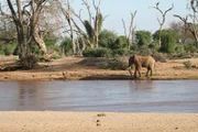 Adult  elephant on the banks of the Ewaso Ngiro River Samburu National Park, Kenya 2011.