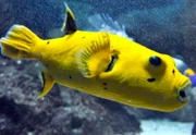 Zitronenkugelfisch