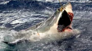 A great white attacks the bait.