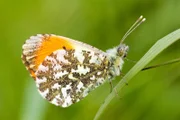 Aurorafalter (Anthocharis cardamines).