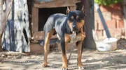 Black dog on a chain safeguarding a yard